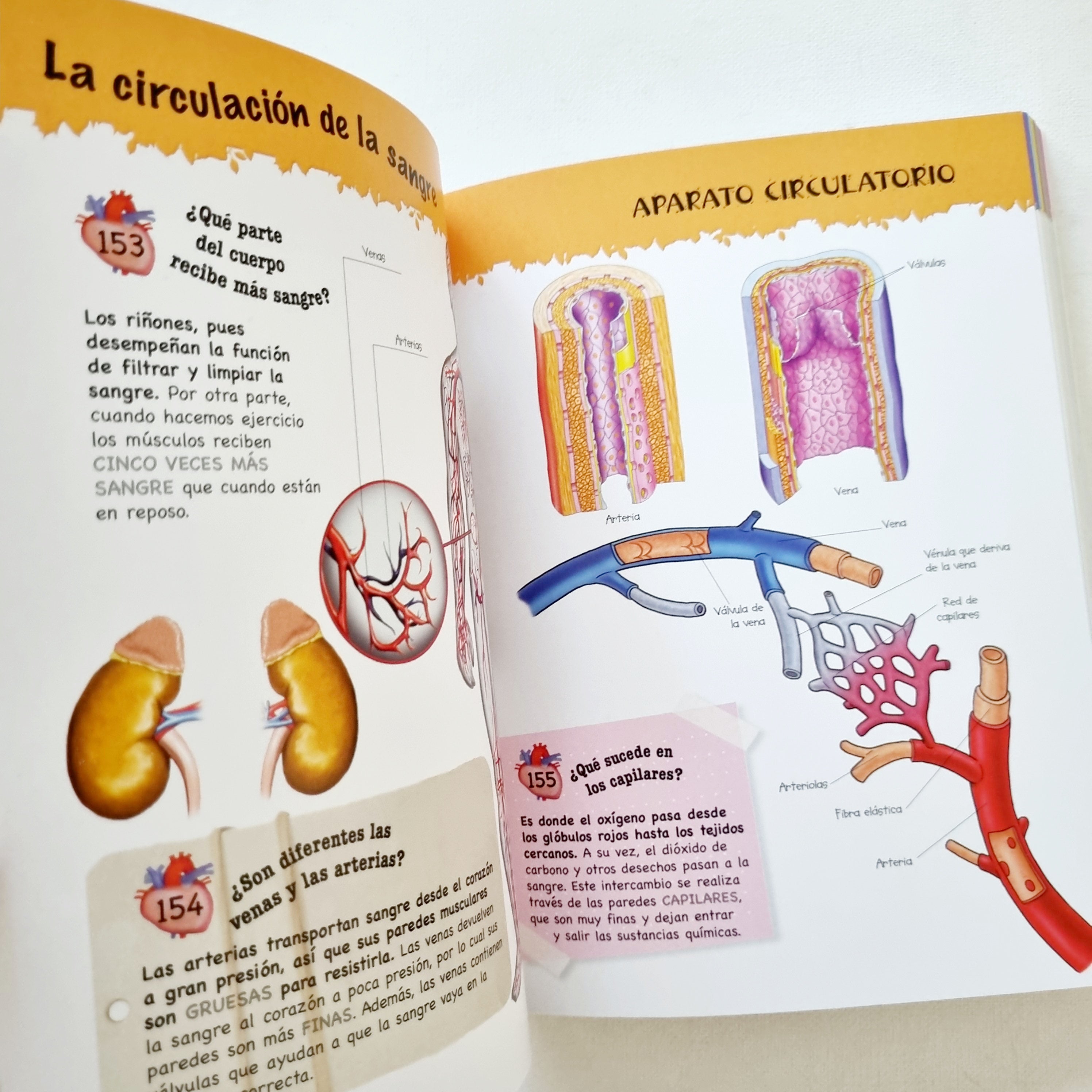 500 preguntas y respuestas sobre el cuerpo humano 500 preguntas y respuestas sobre el cuerpo humano